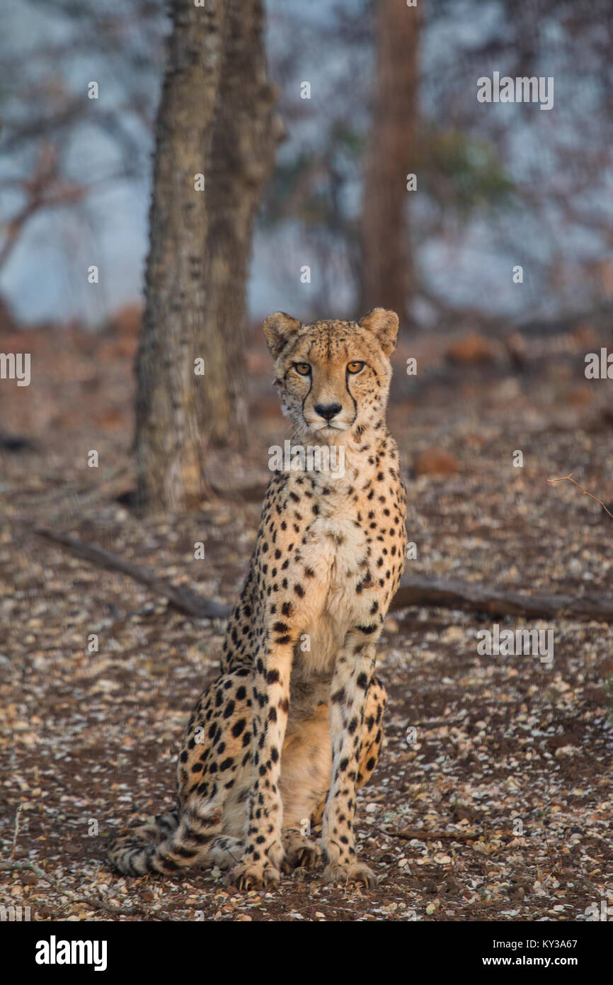 Cheetah Acinonyx jubatus sitting upright in woodland during sunrise Stock Photo