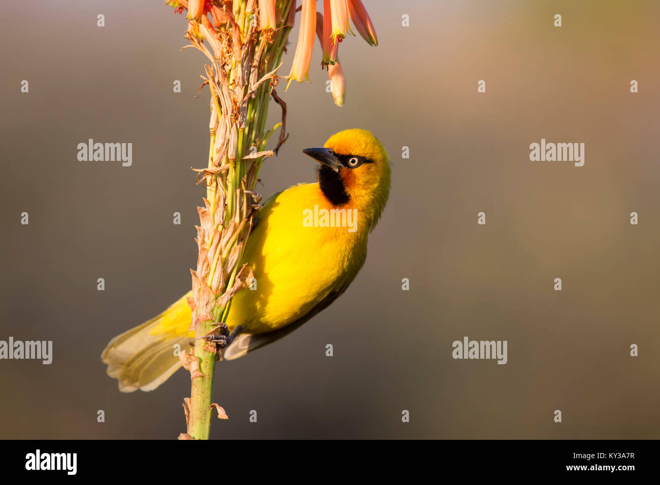 Spectacled Weaver bird male Ploceus ocularis clinging to an aloe