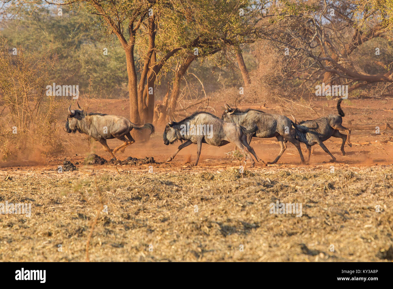 A group of Wildebeest Connochaetes taurinus running through scrubland in South Africa Stock Photo