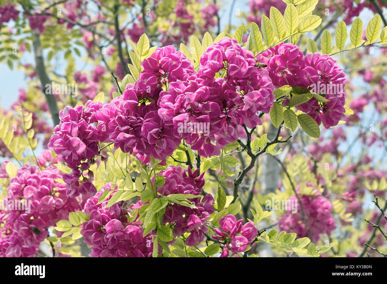 flowering acacia rose in springtime, italy Stock Photo
