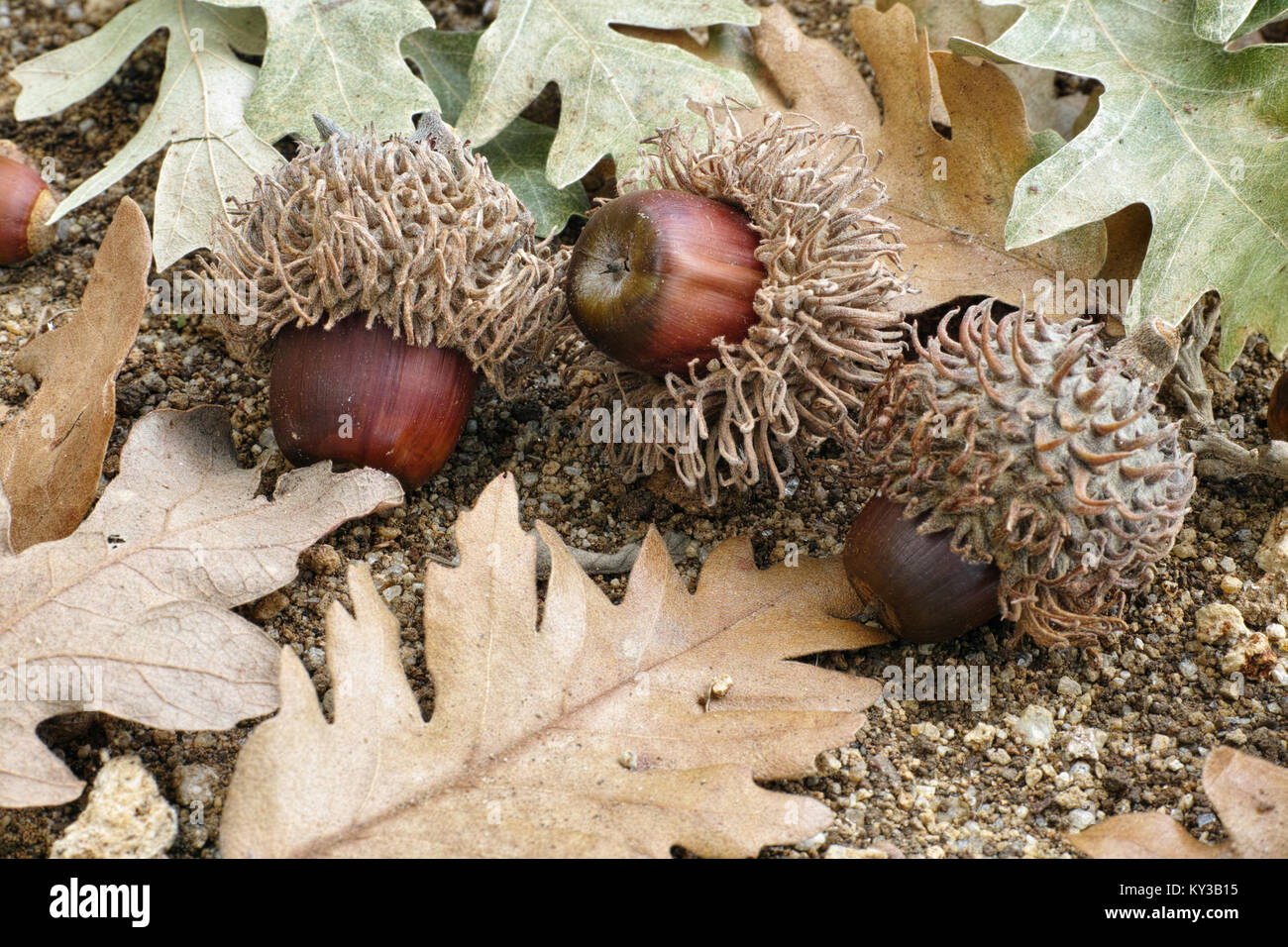acorns and leaves of turkey oak or austrian oak Stock Photo