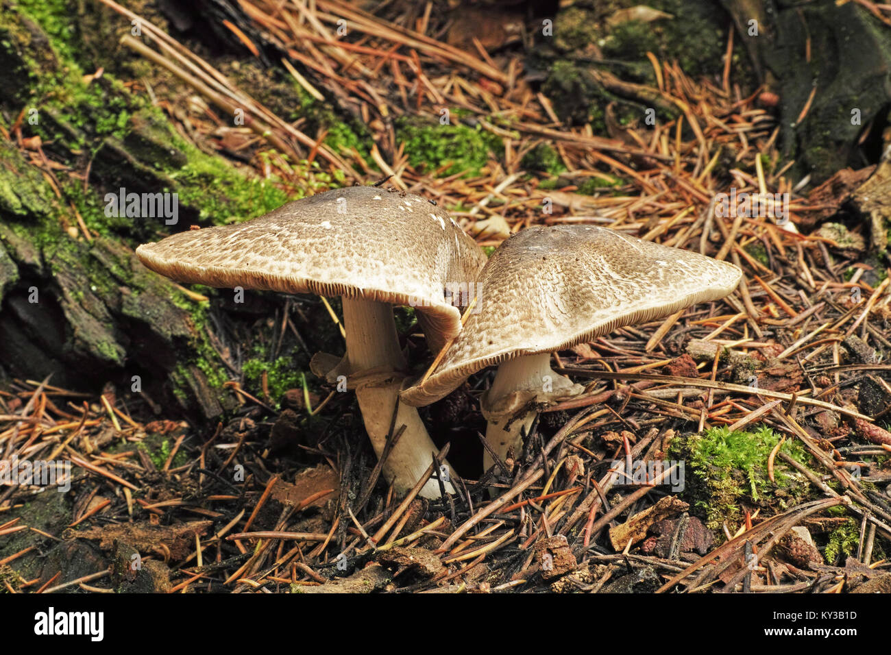 two specimen of Agaricus placomyces mushroom Stock Photo
