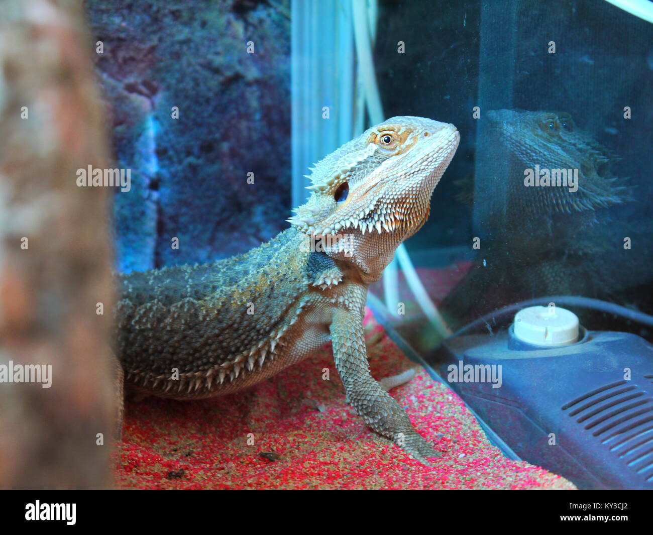 bearded dragon in tank Stock Photo Alamy