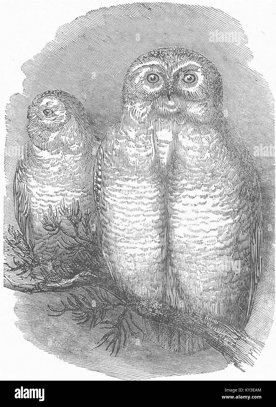 LONDON Snowy owls, zoo 1844. Illustrated London News Stock Photo