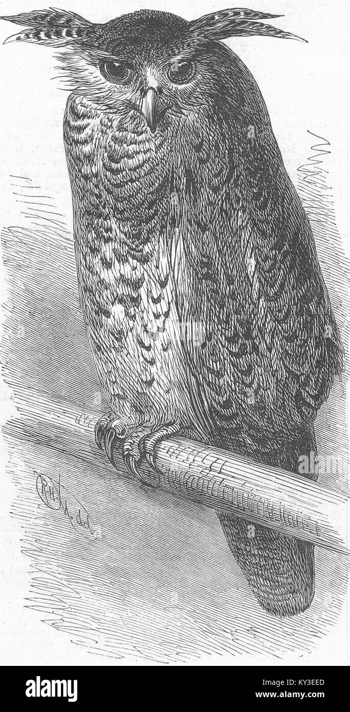 BIRDS The oriental eagle owl 1878. Illustrated London News Stock Photo