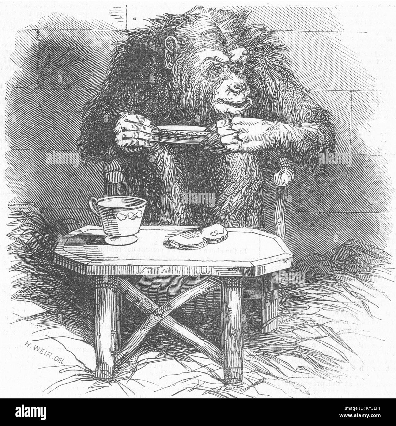 CHIMPS Chimpanzee 1845. Illustrated London News Stock Photo