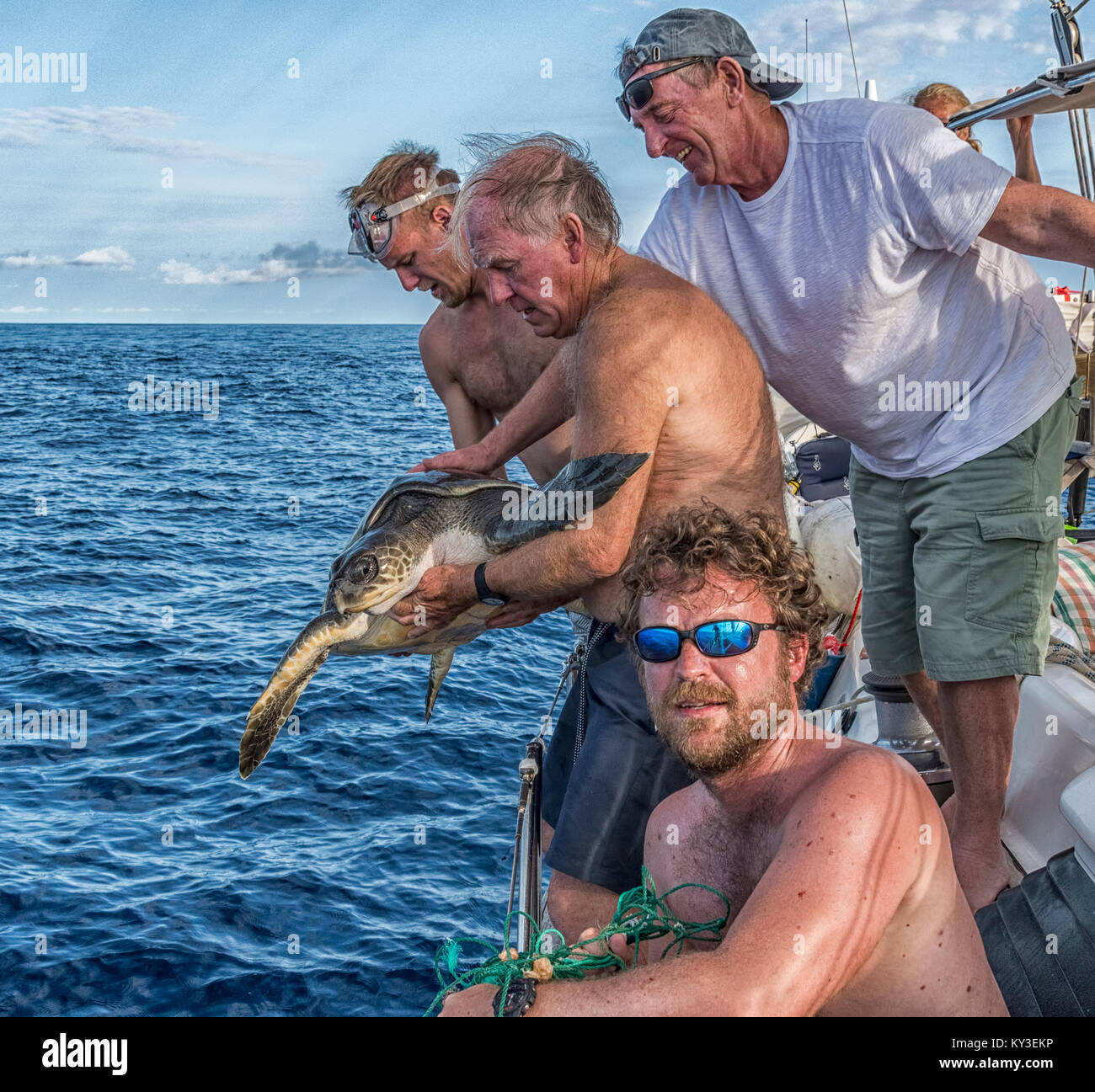 A Loggerhead Turtle Trapped in a Plastic Fishing Net in the Atlantic Ocean is rescued and set free by sailors on a passing sailing boat. Stock Photo