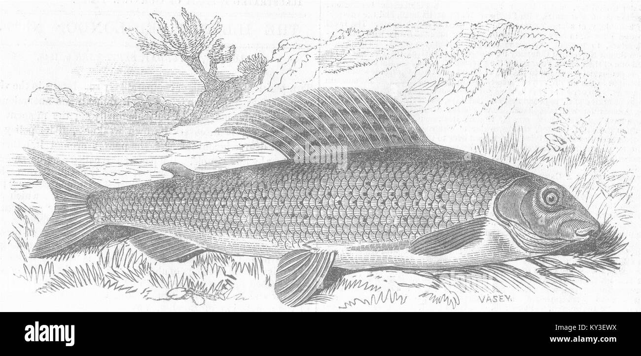 FISH Angling notes for month-Grayling 1846. Illustrated London News Stock Photo