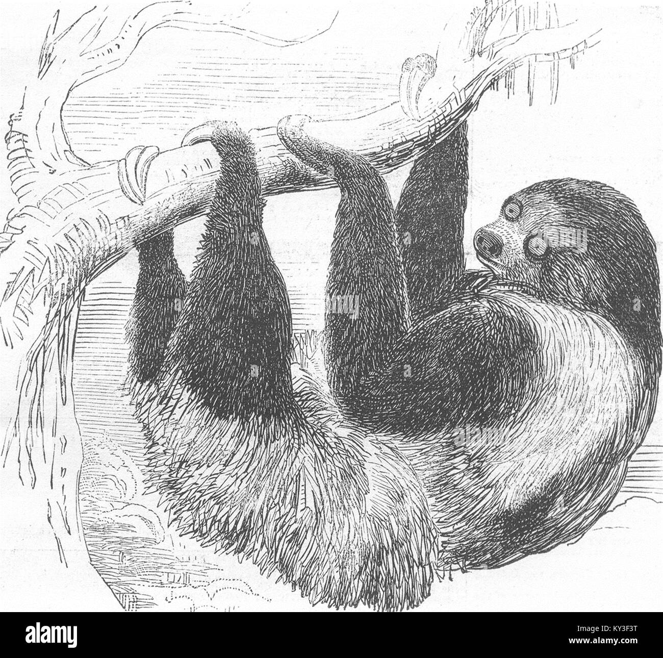 LONDON Sloth at the Zoological Gardens, Regent's Park 1844. The Illustrated London News Stock Photo