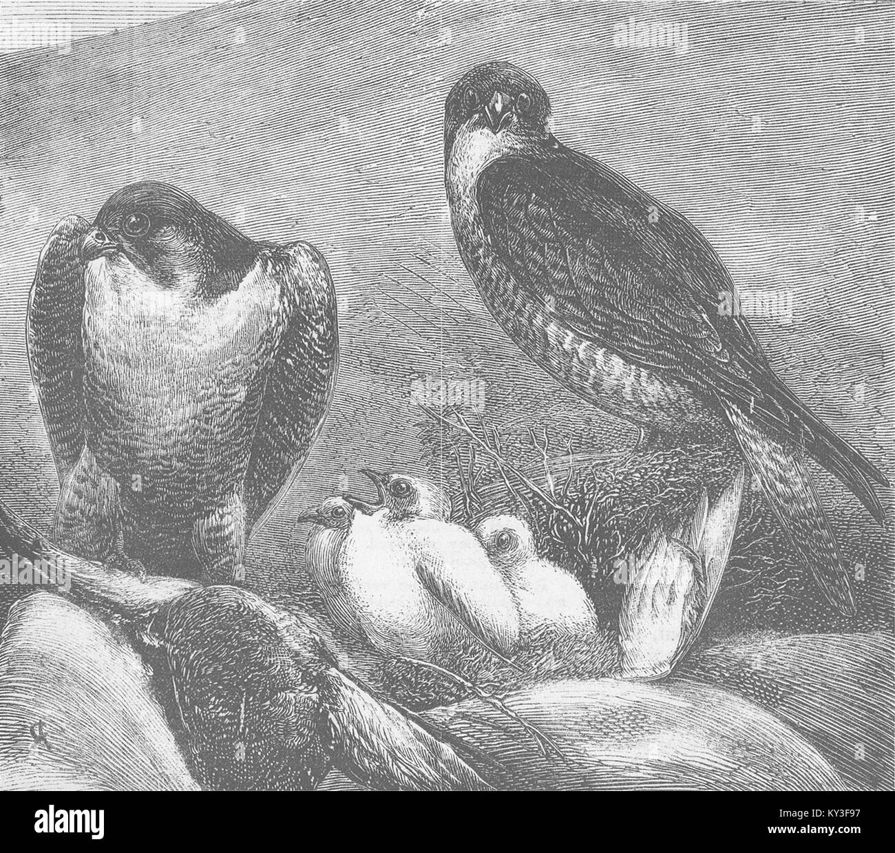 BIRDS Peregrine Falcons & young, Perthshire 1876. Illustrated London News Stock Photo