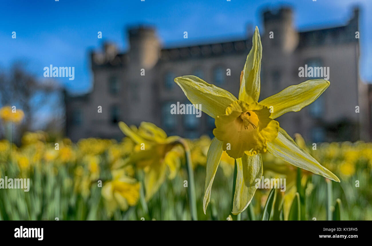 Daffodil at the House of the Binns, West Lothian Stock Photo