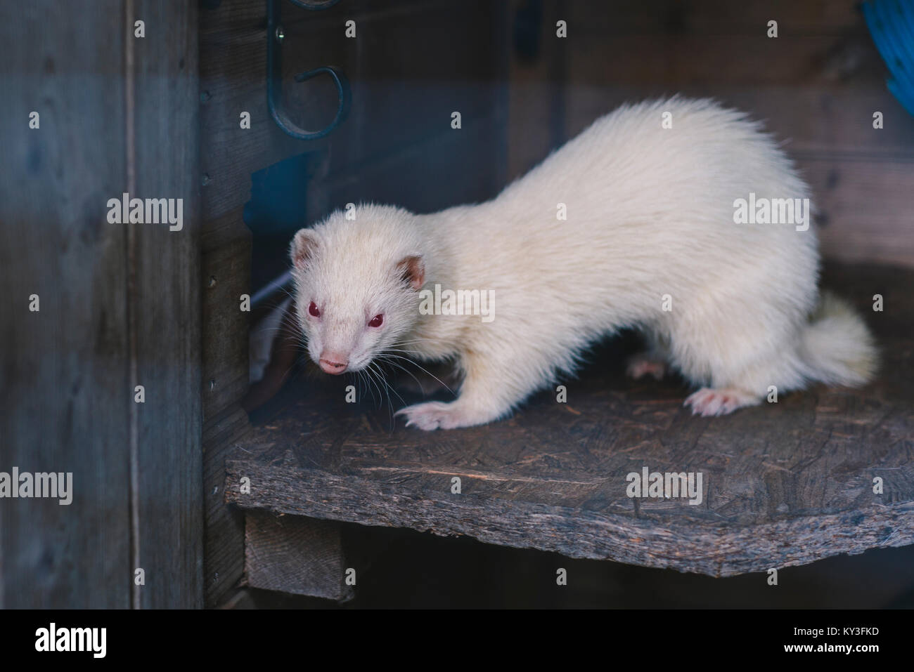 Albino Ferret High Resolution Stock Photography And Images Alamy