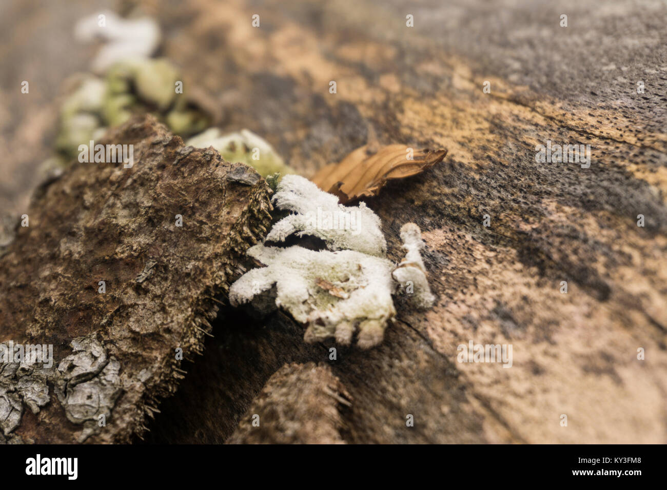 White Delicate Fungus growing on a fallen tree Stock Photo - Alamy