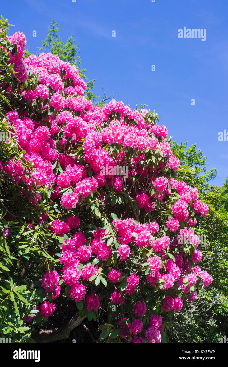 PINK RHODODENDRONS Stock Photo