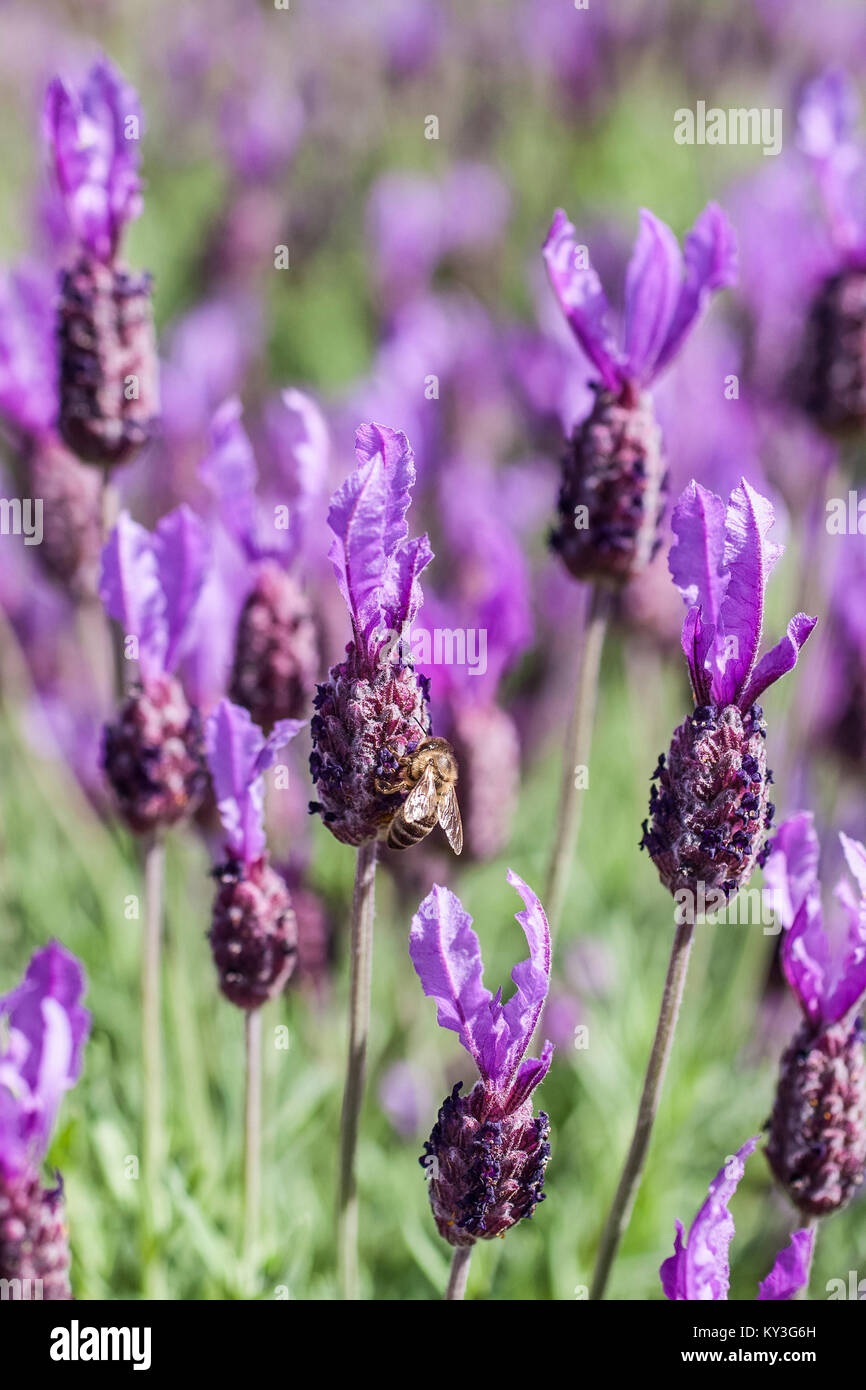 LAVANDULA STOECHAS  - FRENCH LAVENDER WITH HONEY BEE Stock Photo