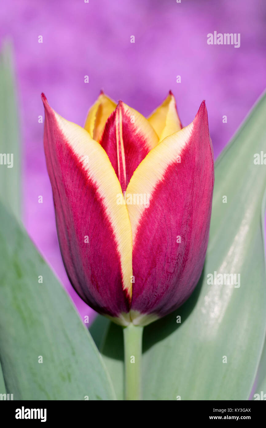 Tulipa 'Gavota' with Aubrieta in background Stock Photo