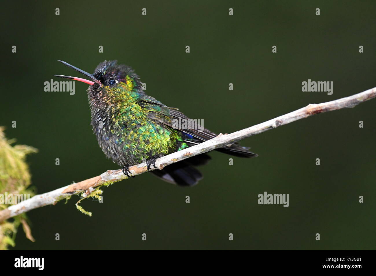 Squawking hummer (Panterpe insignius) in Costa Rica - Stock Image