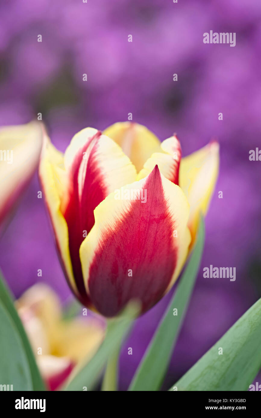 Tulipa 'Gavota' with Aubrieta in background Stock Photo