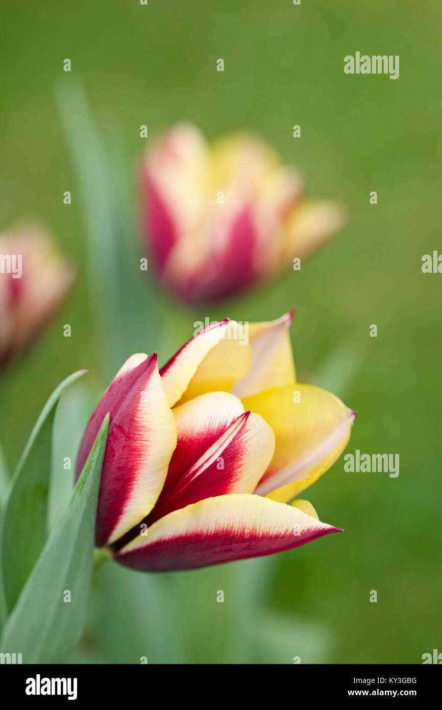 Tulipa 'Gavota' Stock Photo