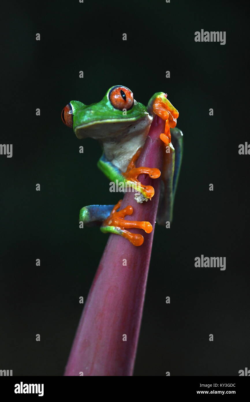 Red-eyed tree frog (Agalychnis callidryas) in Costa Rica Stock Photo