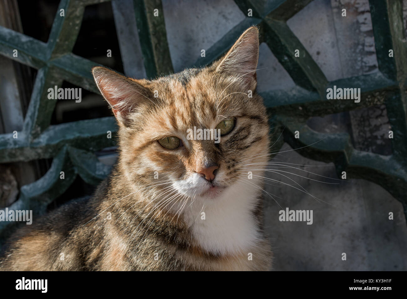 Stray cat seen in the street of the city Stock Photo - Alamy