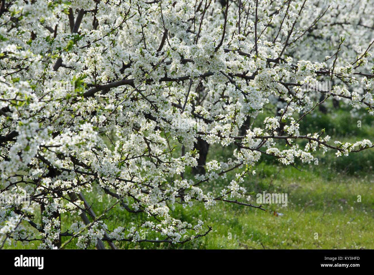 Beautiful blooming trees hi-res stock photography and images - Alamy