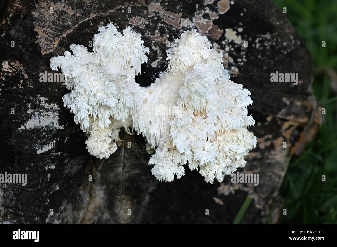 Coral tooth fungus, Hericium coralloides, also   known as monkey's head, lion's mane, and   bear's head, is a traditional and highly   appreciated med Stock Photo