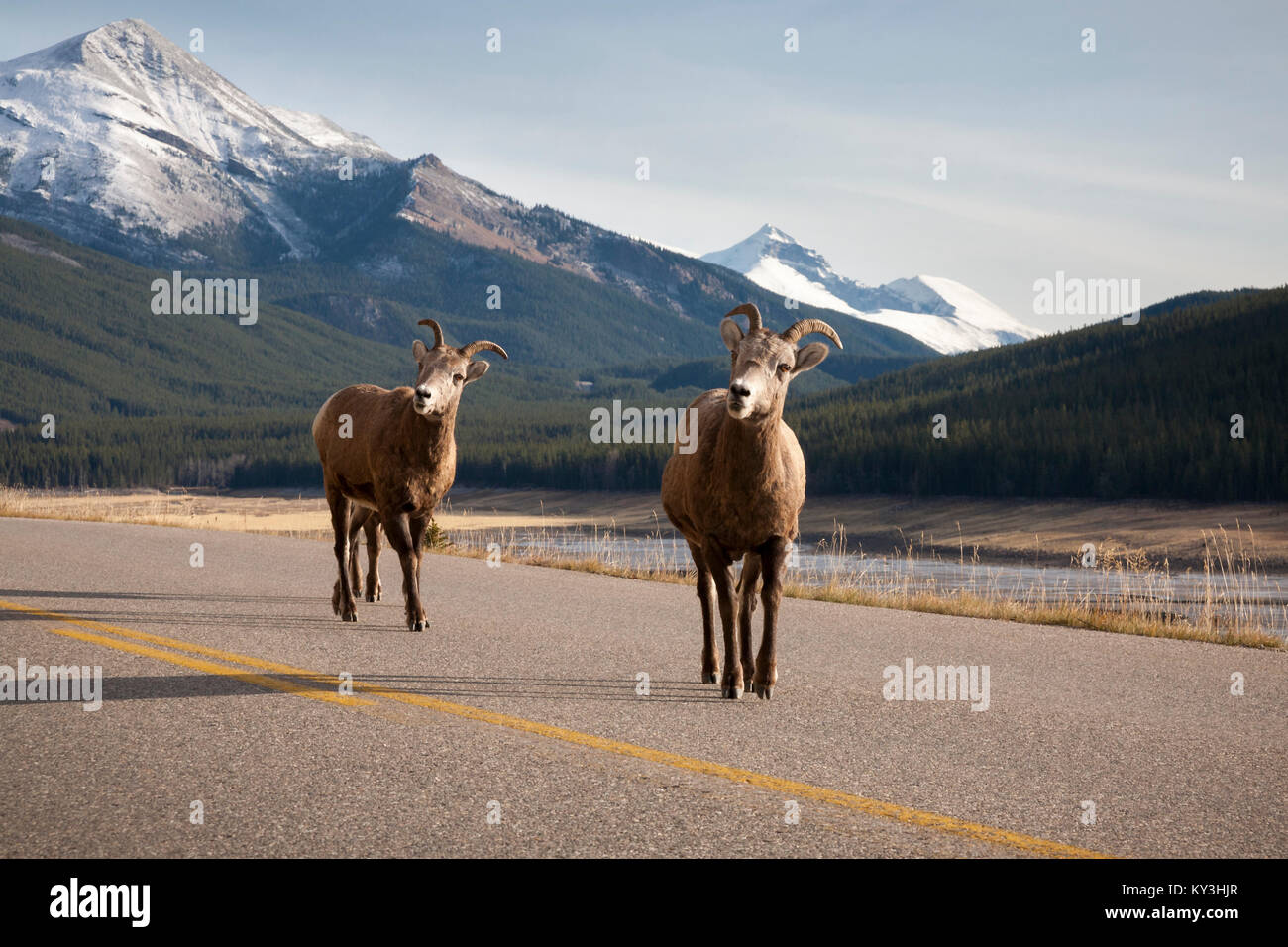Two Bighorn Sheep looking at the camera on the Maligne Lake Road in Jasper National Park, Canada. Stock Photo