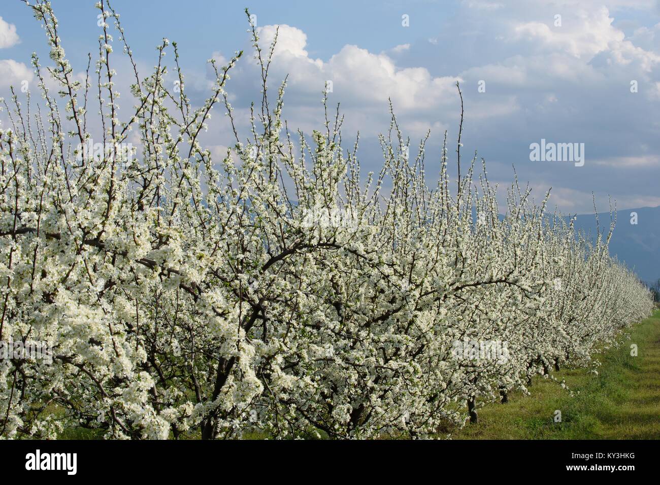 Beautiful blooming trees hi-res stock photography and images - Alamy