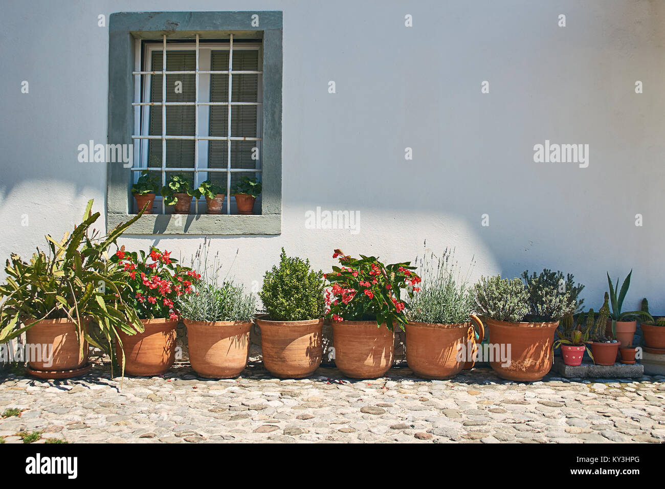 Ceramic pots with decorative plants standing by the wall Stock Photo