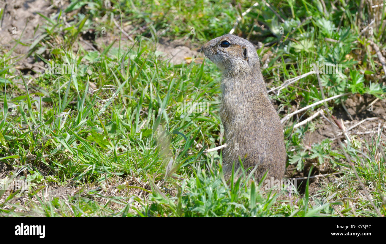 European Ground Squirrel or Souslik (Spermophilus  citellus) in Springtime, searching for Enemies Stock Photo