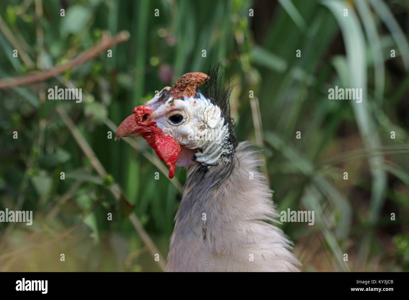 Head and shoulders in profile of a helmeted guineafowl (Numida meleagris) with a background of vegetation. Stock Photo