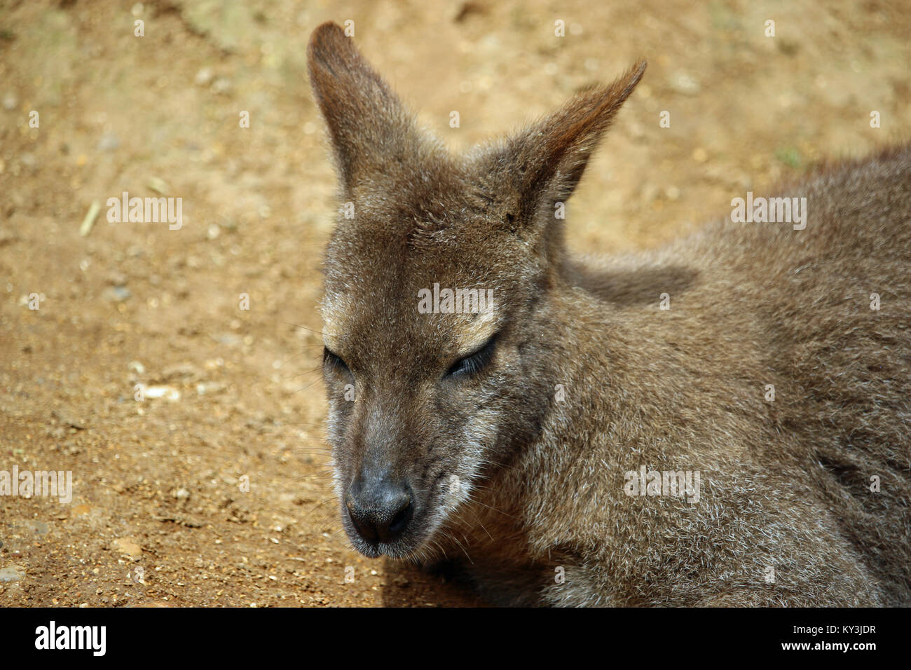 Head and shoulders of a red-necked wallaby (Macropus rufogriseus) sitting dozing in the sunshine with a background of soil. Stock Photo