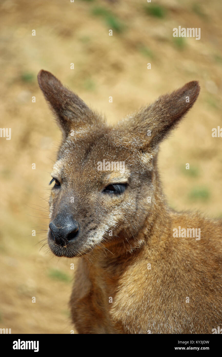 Head and shoulders of a red-necked wallaby (Macropus rufogriseus) sitting dozing in the sunshine with a background of soil. Stock Photo