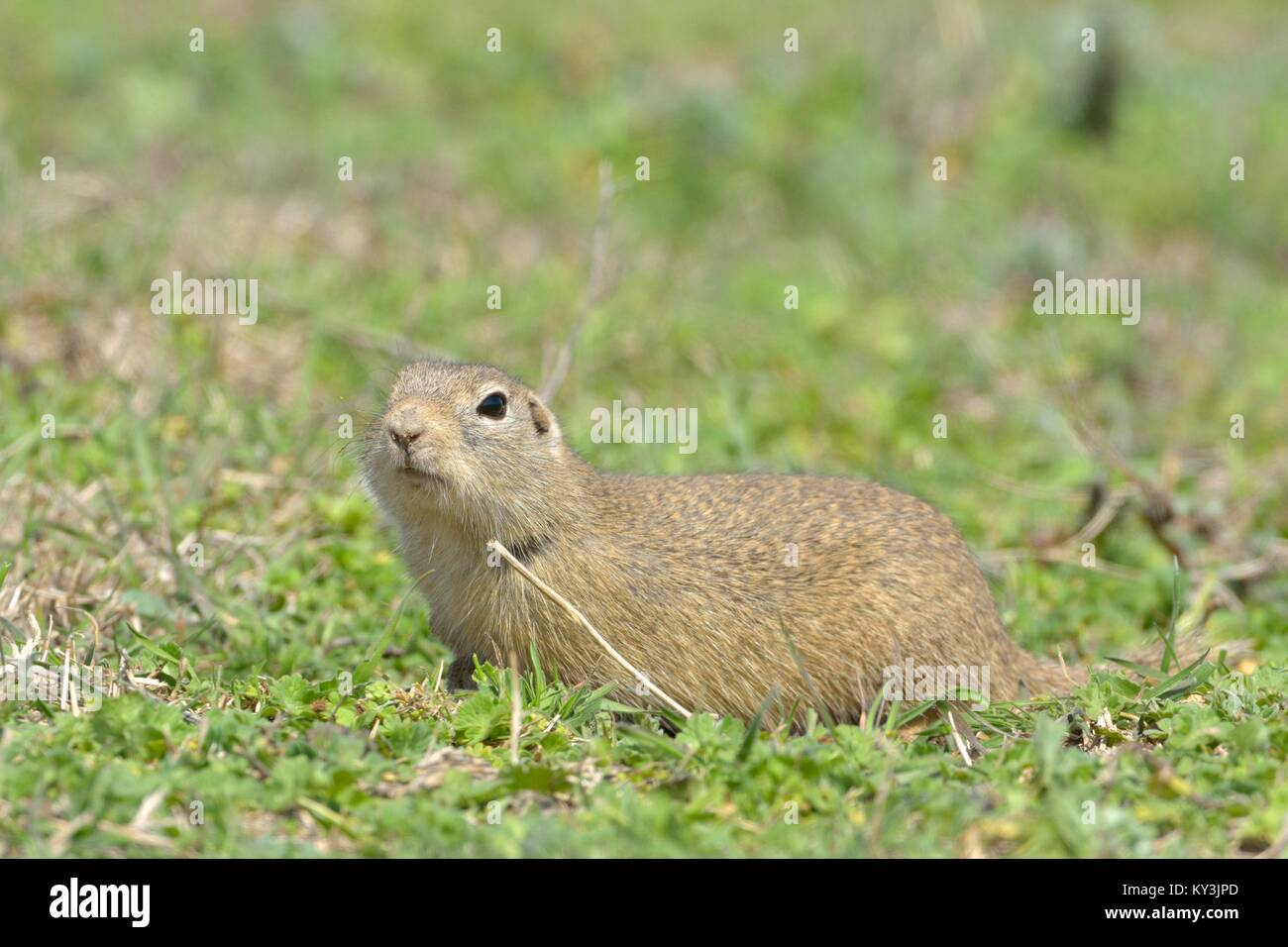 European Ground Squirrel or Souslik (Spermophilus  citellus) in Springtime, searching for Enemies Stock Photo