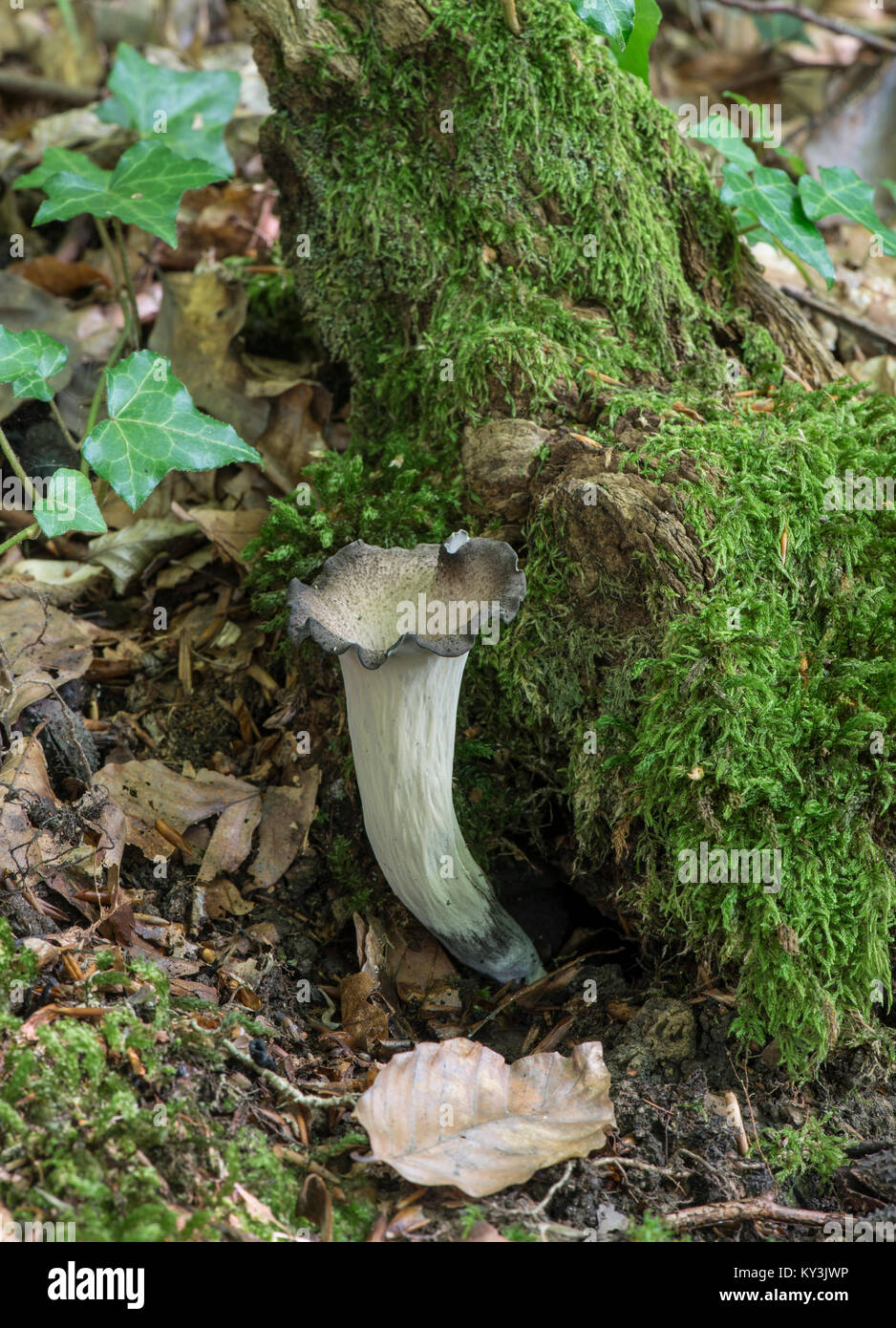Horn of Plenty Fungus: Craterellus cornucopioides. Sussex, UK. Stock Photo