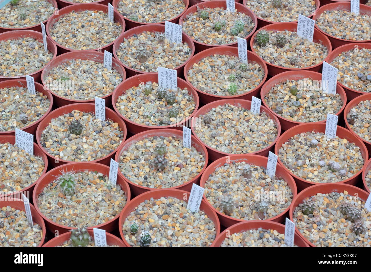 Various young cactus plants growing in gravel topped pots in an English greenhouse,UK Stock Photo