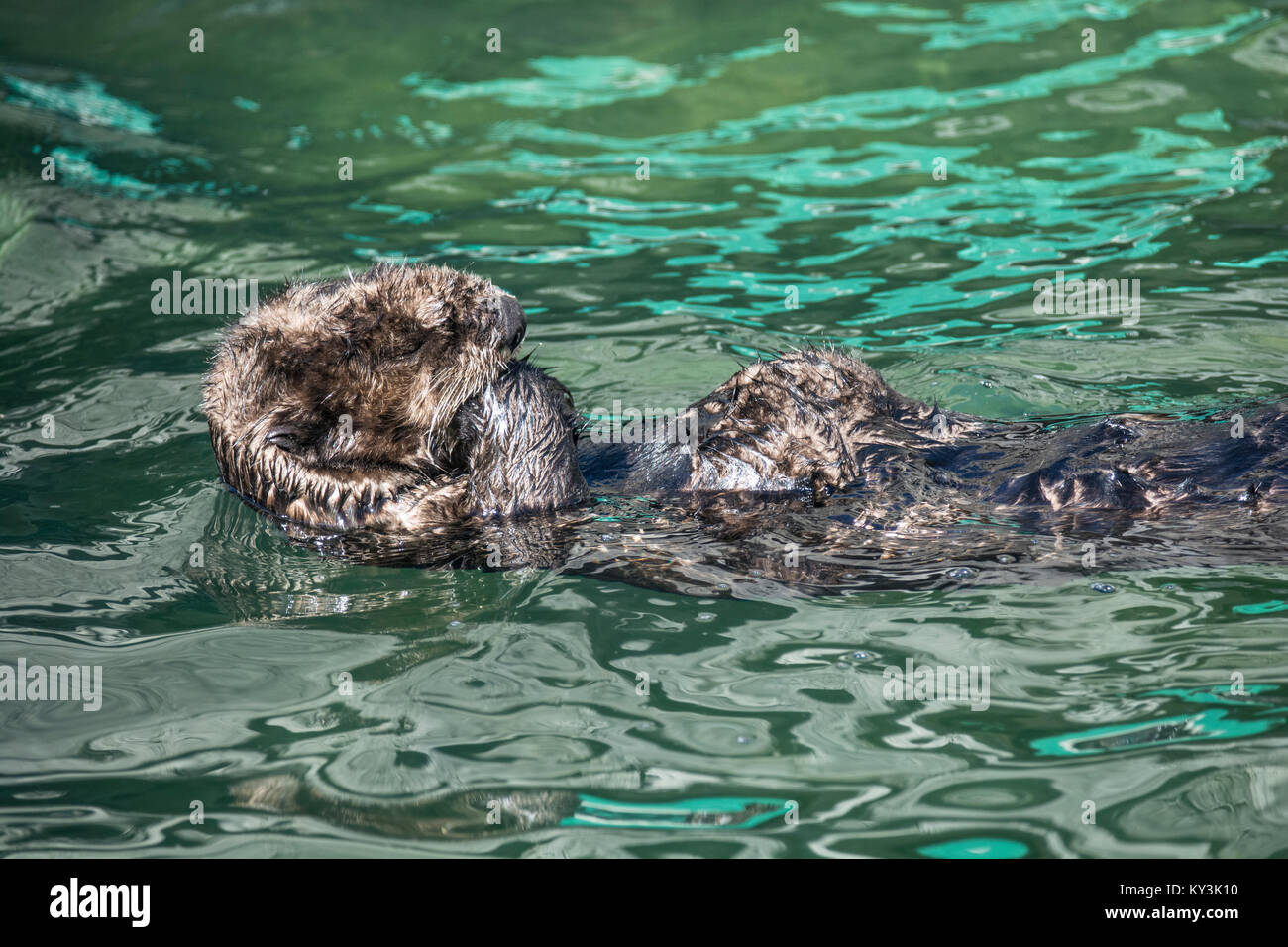 Sea Otter: Enhydra lutris. Aquarium, Vancouver, Canada Stock Photo
