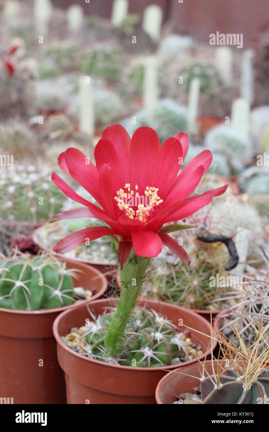 Echinopsis calorubra, a type of hedgehog cactus, in flower in a greenhouse, England ,UK Stock Photo