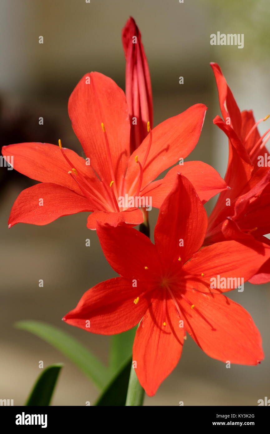 Scarborough lily (Cyrtanthus elatus),also called the George lily, in flower in late summer, England, UK Stock Photo