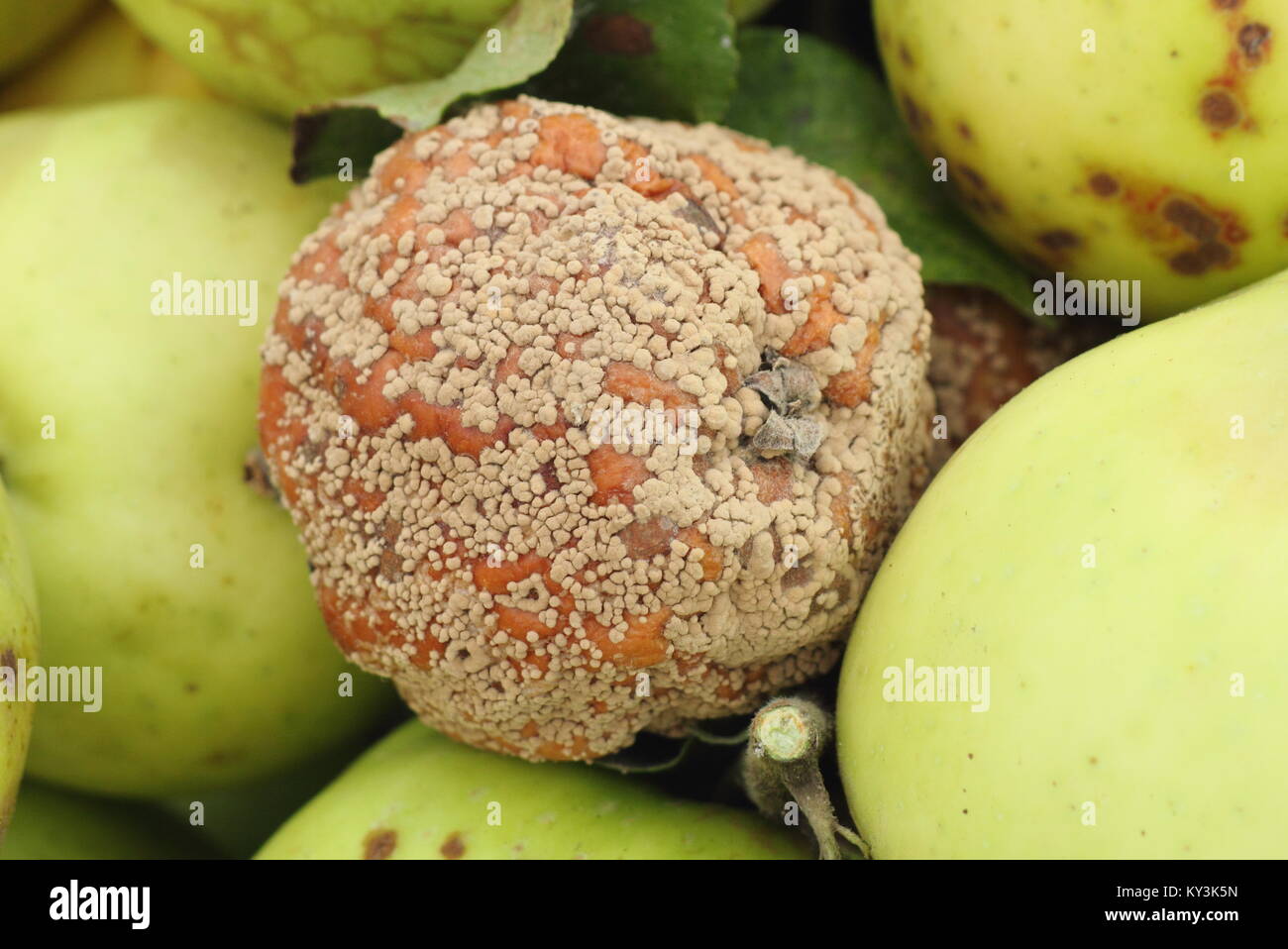 Malus domestica apple with brown rot (Monilinia laxa/monilinia fructigena) removed from tree in English orchard to discourage disease spread Stock Photo