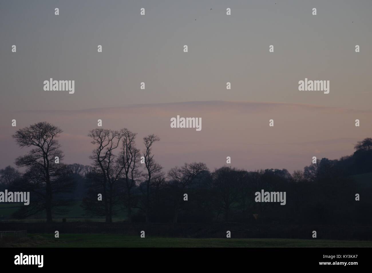 Leafless tree skeletons hi-res stock photography and images - Alamy