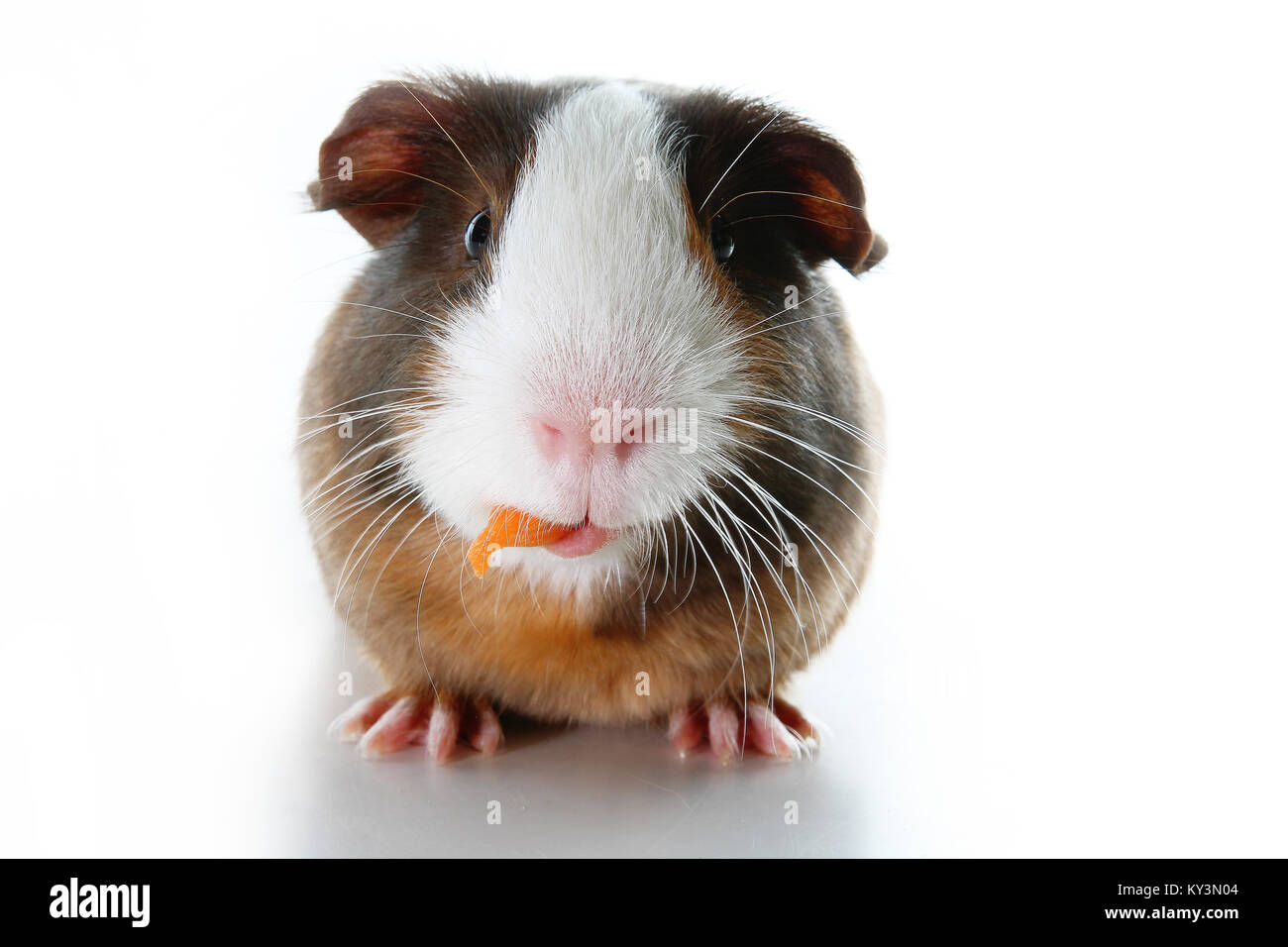 Cute little dutch guinea pig on studio white background. Isolated white pet photo. Sheltie peruvian pigs with symmetric pattern. Domestic guinea pig C Stock Photo