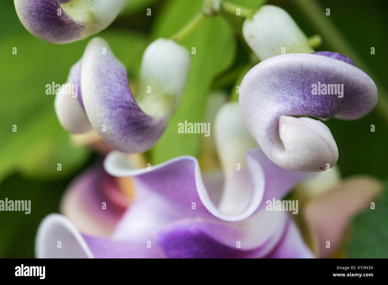 Vigna Caracalla close up, known as Snailflower, with amazing scent