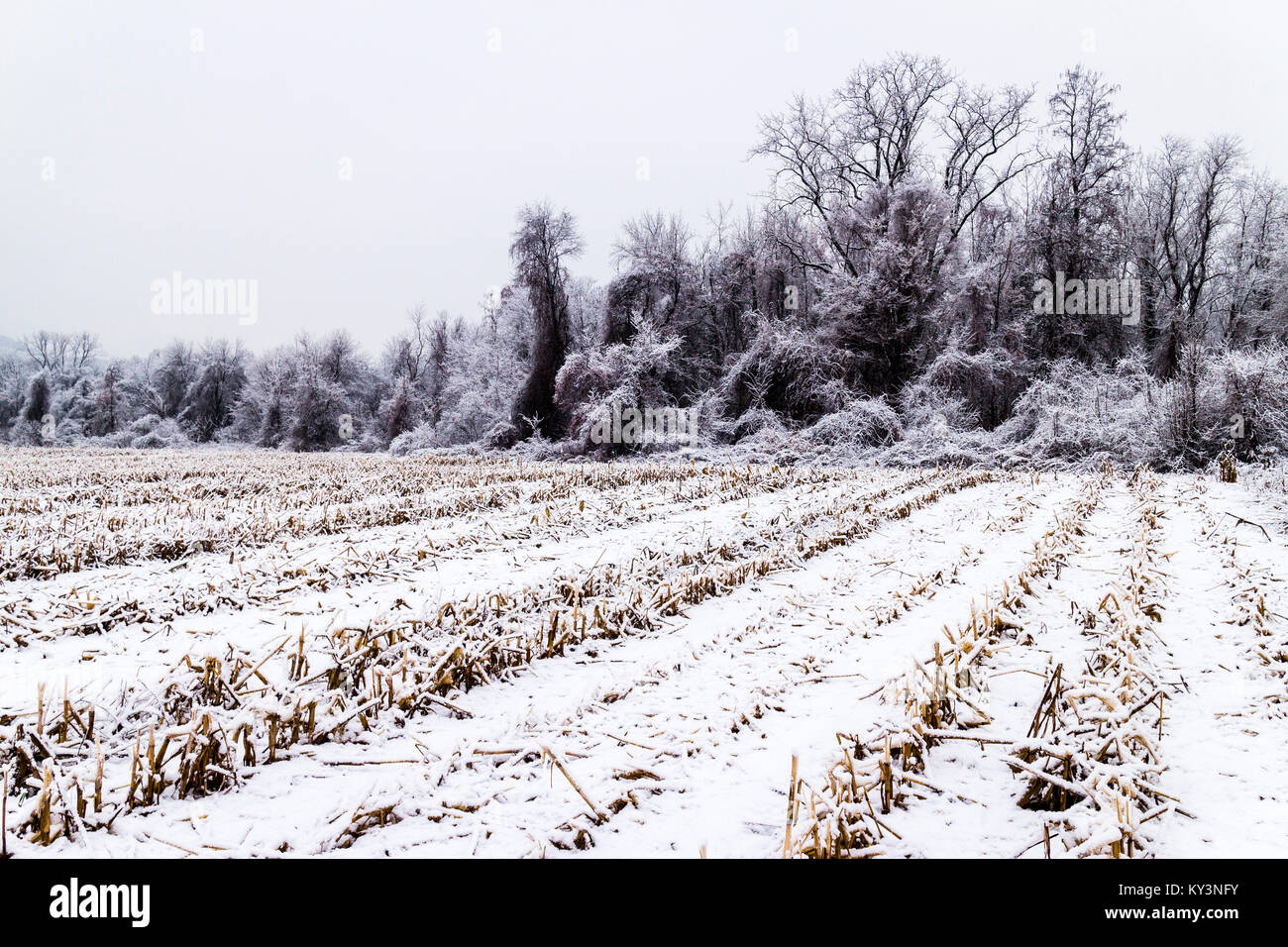 Corn Field in Winter Simsbury, Connecticut, USA Stock Photo Alamy