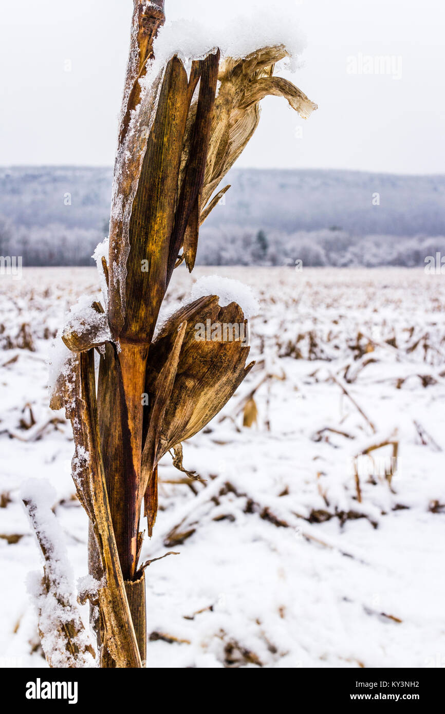 Corn Field in Winter Simsbury, Connecticut, USA Stock Photo Alamy