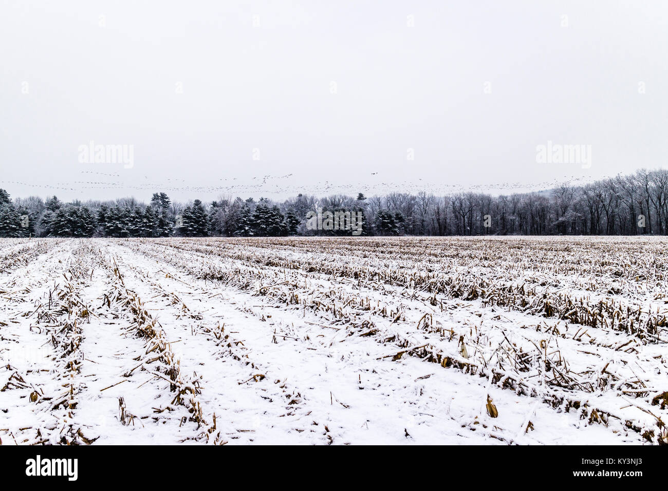 Corn Field in Winter Simsbury, Connecticut, USA Stock Photo Alamy