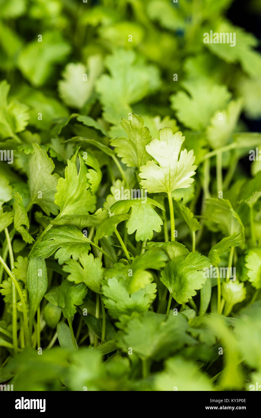 Coriander, edible fresh herb, closeup, top view. Green organic