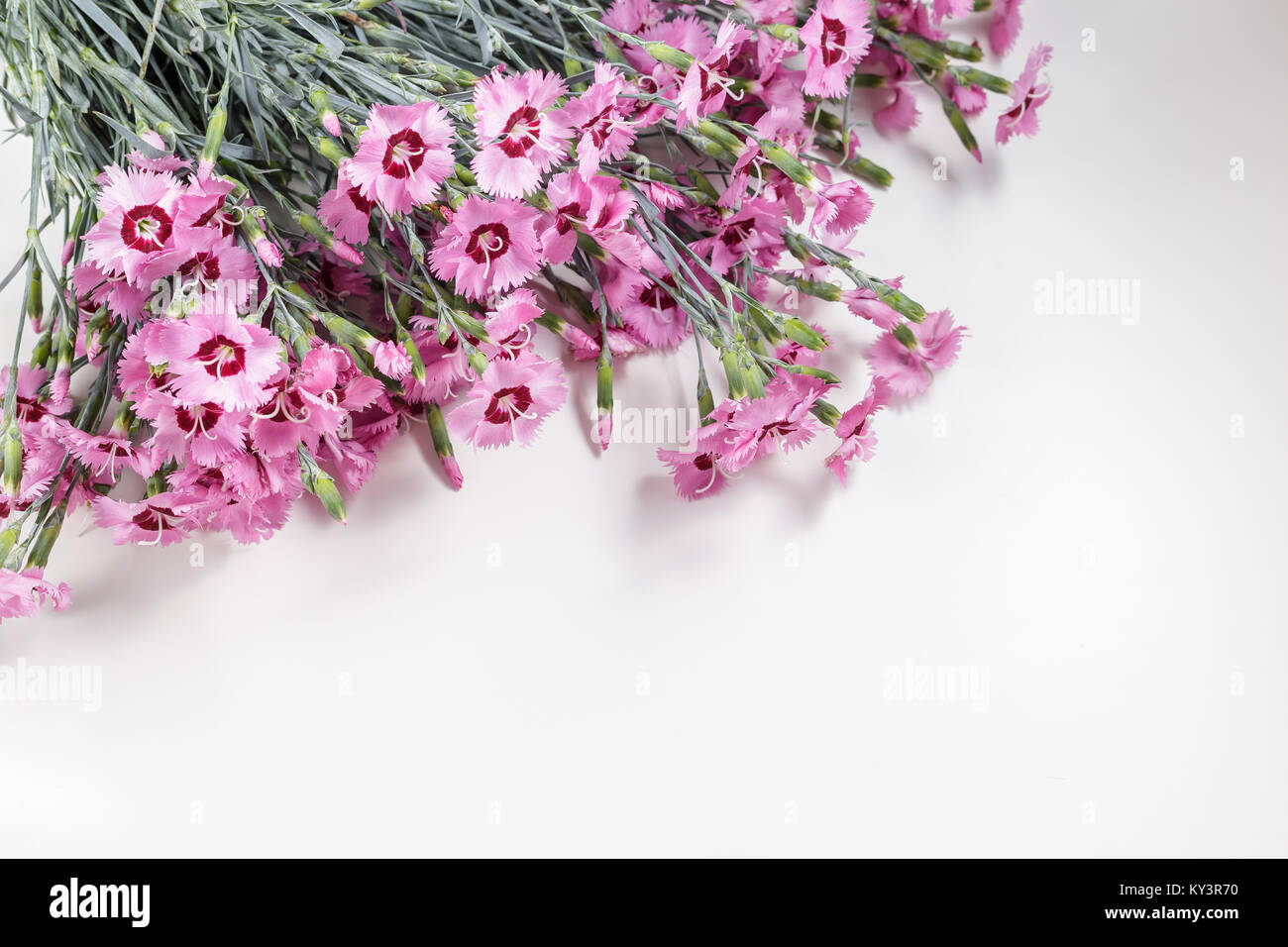 Pink wild carnation flowers on white table with copy space Stock Photo ...