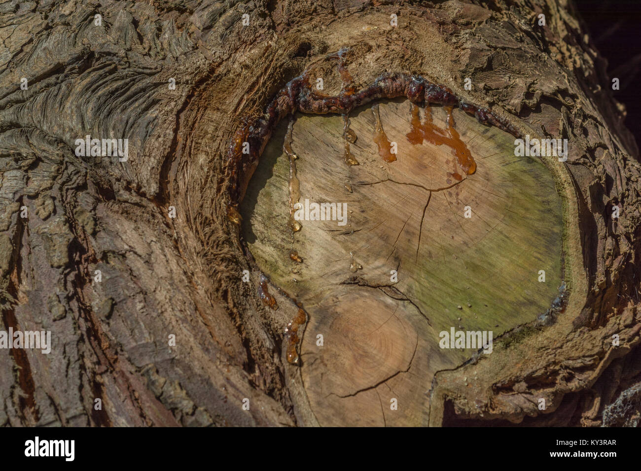 Sap oozing from an old cut branch of a species of fir / conifer tree